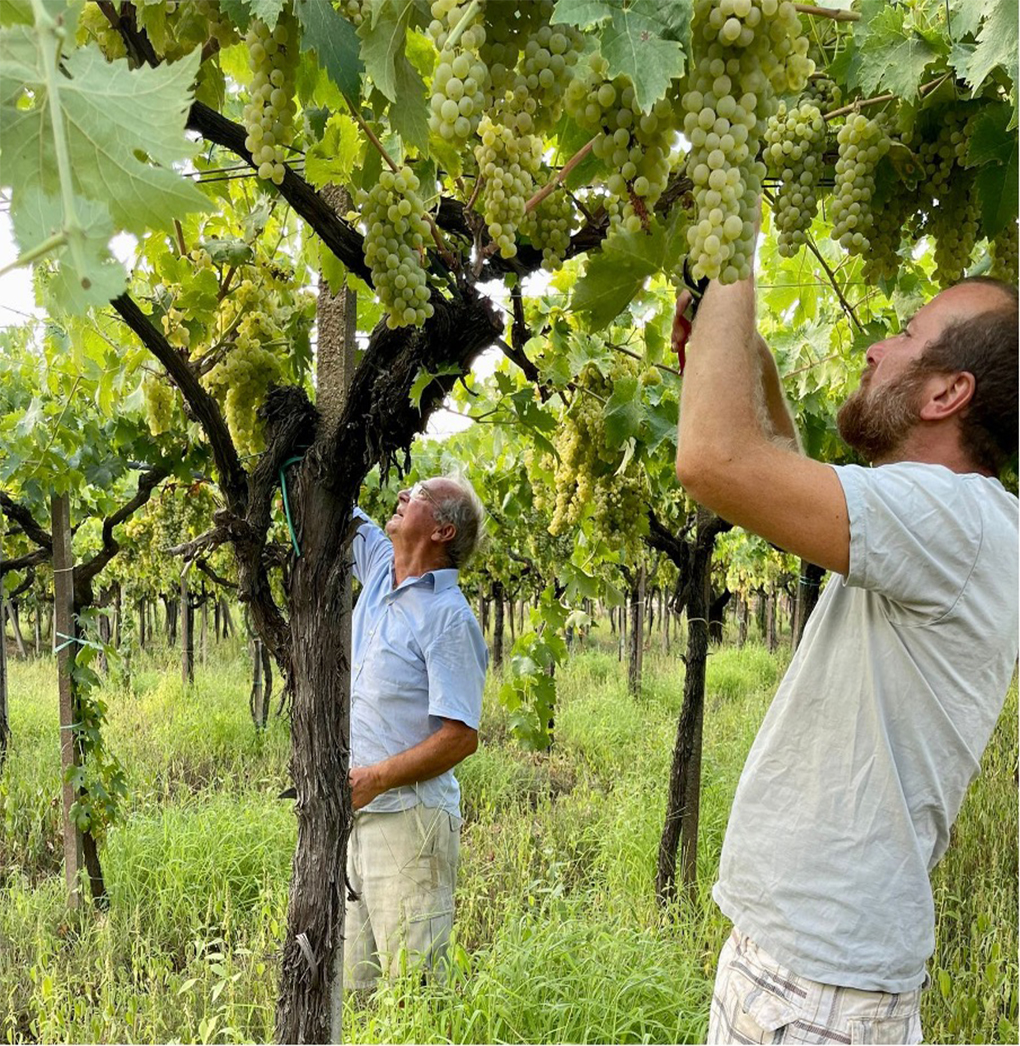 Colleformica vineyard Italy